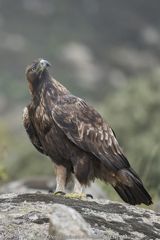 Aquila chrysaetos (Linnaeus, 1758)