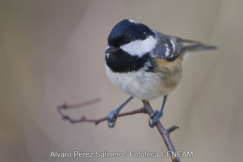 Periparus ater (Linnaeus, 1758)