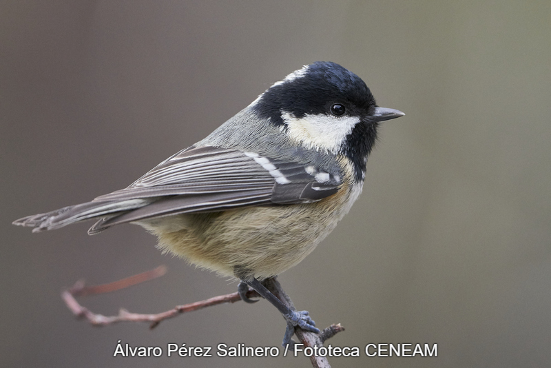 Periparus ater (Linnaeus, 1758)