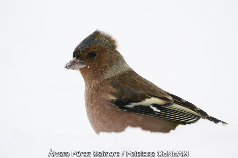 Fringilla coelebs Linnaeus, 1758