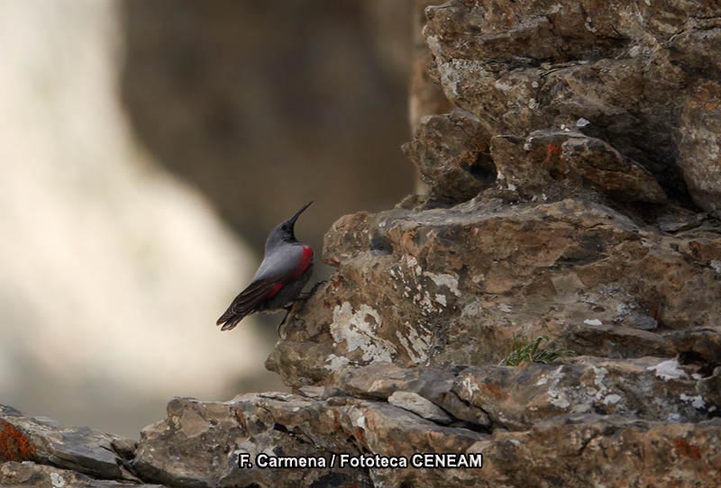 Tichodroma muraria (Linnaeus, 1766)