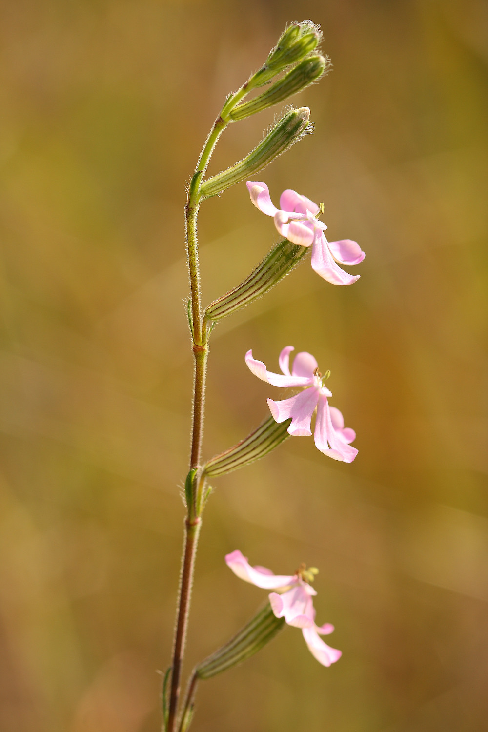 Silene mariana. Fotografía: Antonio Rivas Rangel