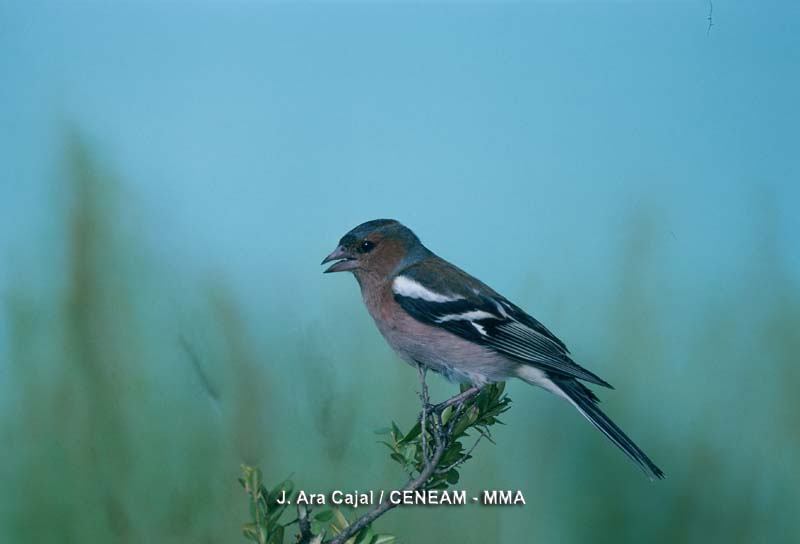 Fringilla coelebs Linnaeus, 1758