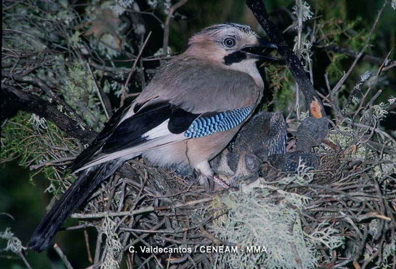 Garrulus glandarius (Linnaeus, 1758)