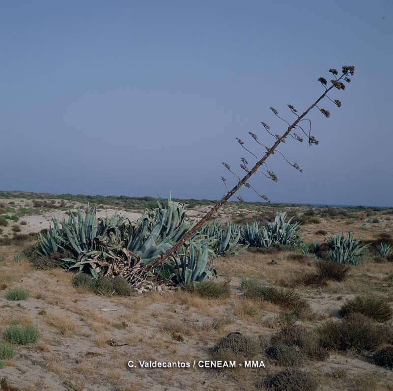 Plantas