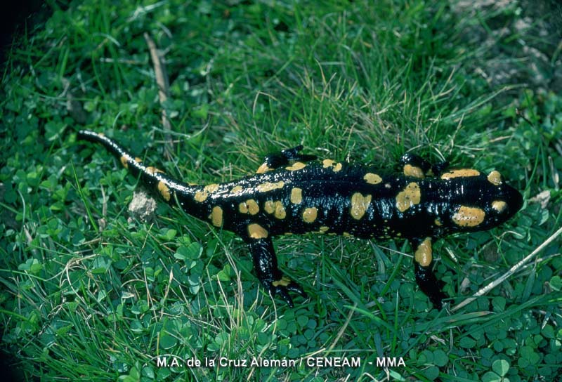 Salamandra salamandra (Linnaeus, 1758)