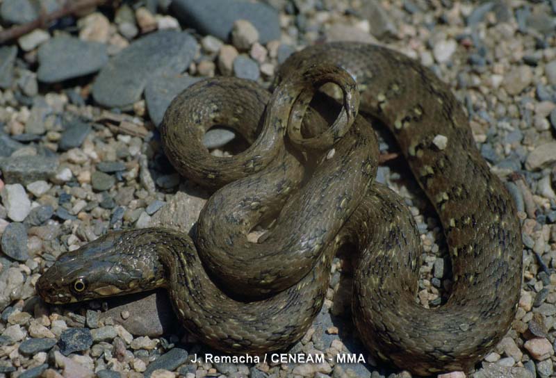 Natrix maura (Linnaeus, 1758)