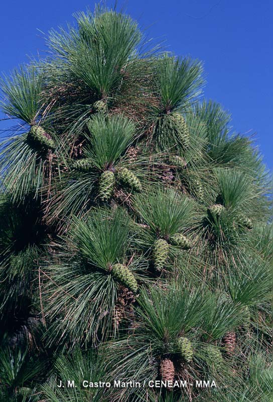 Pinus canariensis DC.