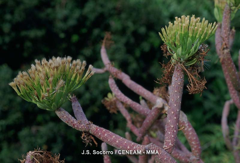 Kleinia neriifolia Haw.