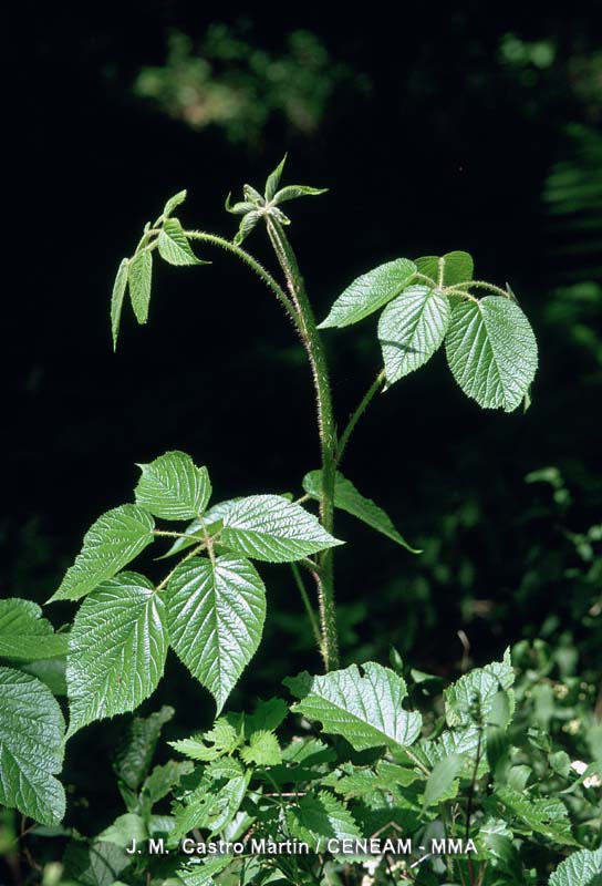 Plantas