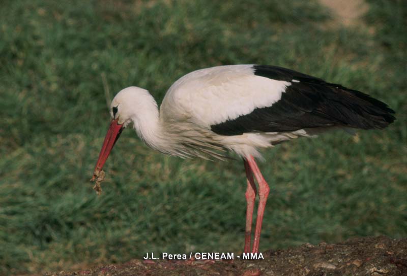 Ciconia ciconia (Linnaeus, 1758)