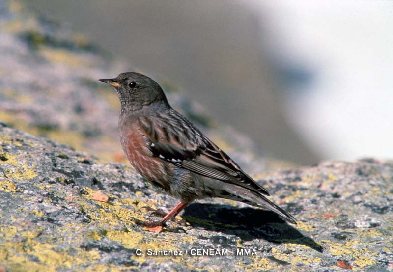 Prunella collaris (Scopoli, 1769)