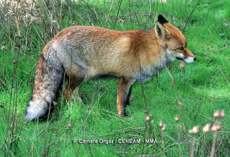 Vulpes vulpes (Linnaeus, 1758)