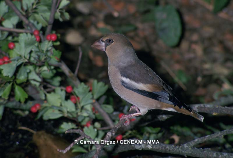 Coccothraustes coccothraustes (Linnaeus, 1758)