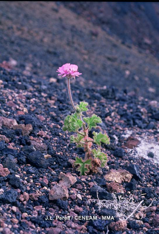 Plantas