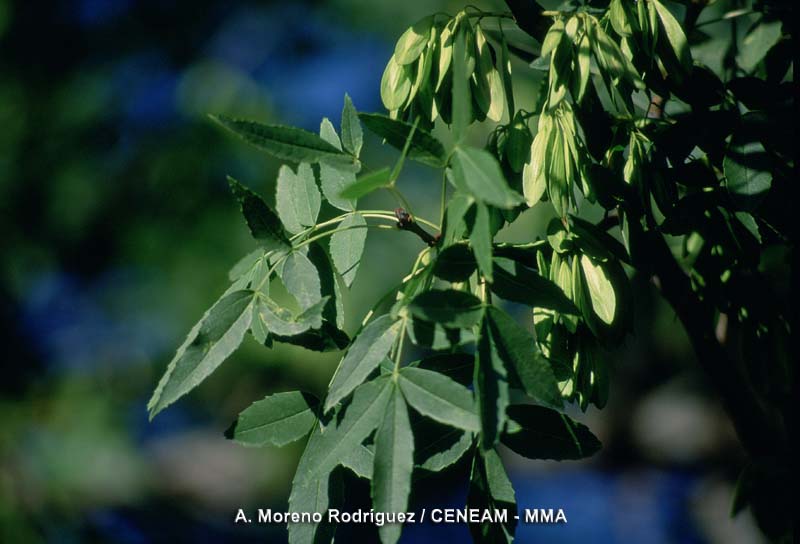 Fraxinus angustifolia Vahl