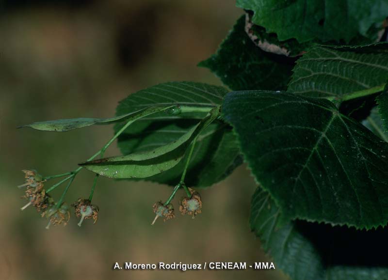 Plantas