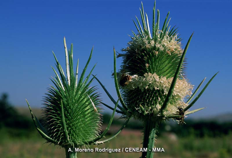 Plantas