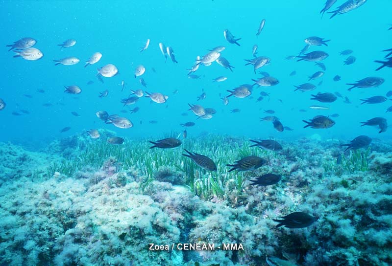 Posidonia oceanica (L.) Delile