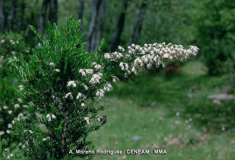 Plantas