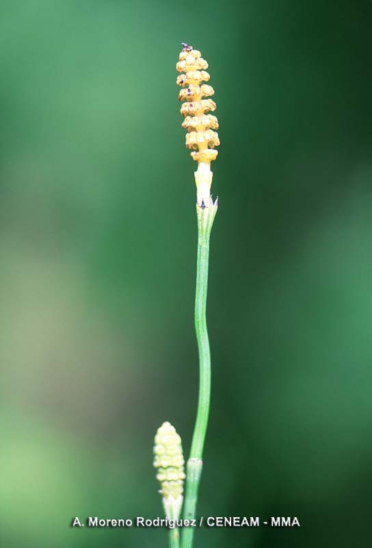 Plantas