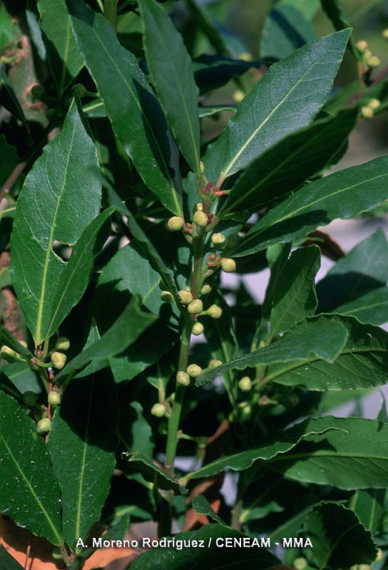 Laurus nobilis L.