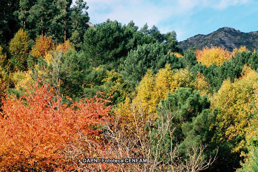 Sierra de las Nieves y su entorno