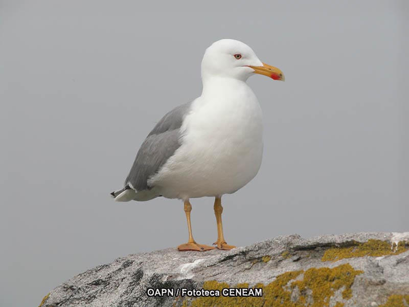 Larus michahellis J.F. Naumann, 1840