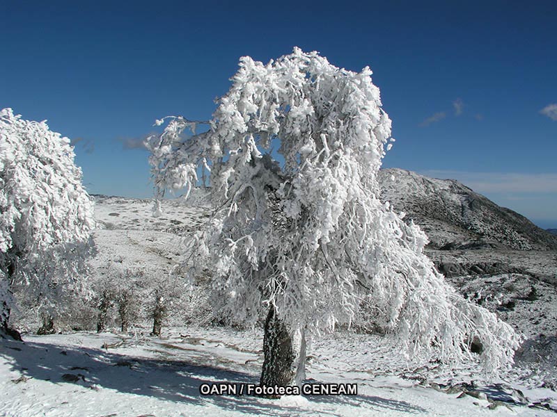 Sierra de las Nieves y su entorno