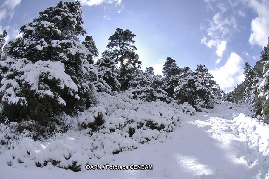 Sierra de las Nieves y su entorno