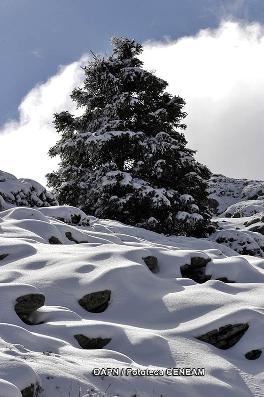 Sierra de las Nieves y su entorno