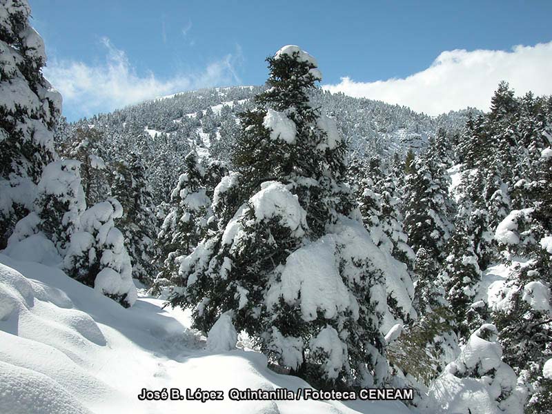 Sierra de las Nieves