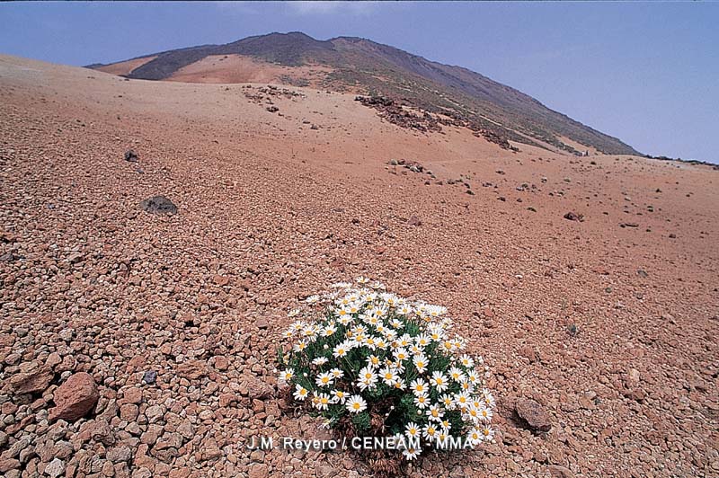 El Teide