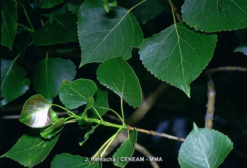 Plantas