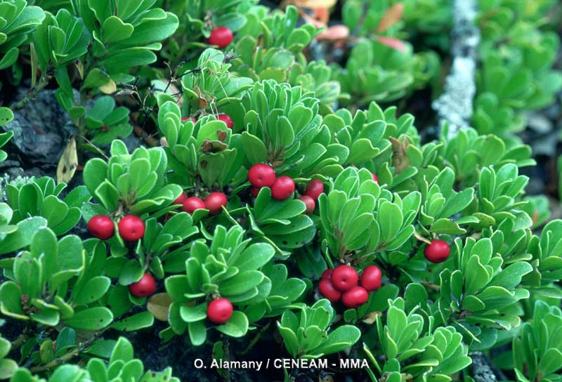 Arctostaphylos uva-ursi (L.) Spreng.