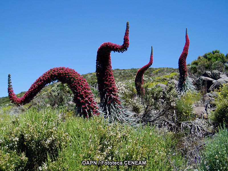 El Teide