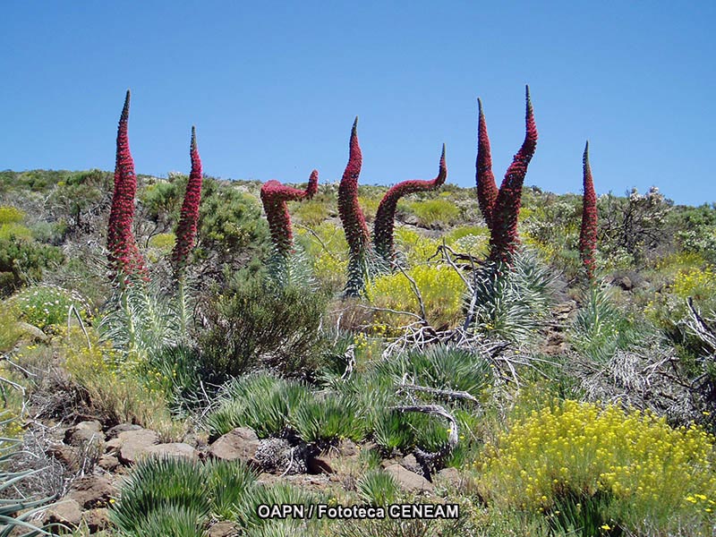 El Teide