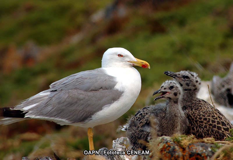 Larus michahellis J.F. Naumann, 1840