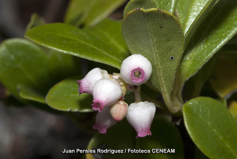 Arctostaphylos uva-ursi (L.) Spreng.