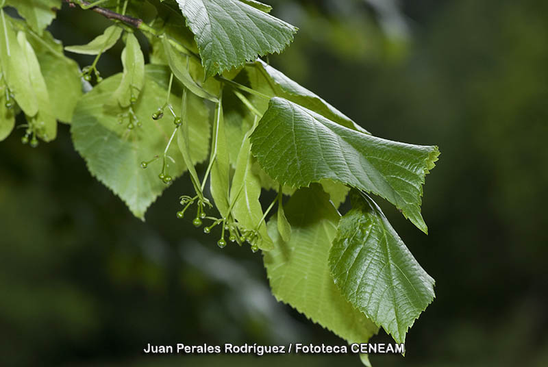 Plantas