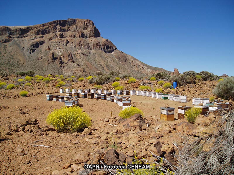 El Teide