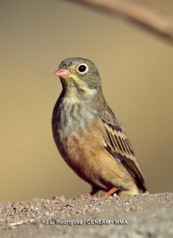 Emberiza hortulana Linnaeus, 1758