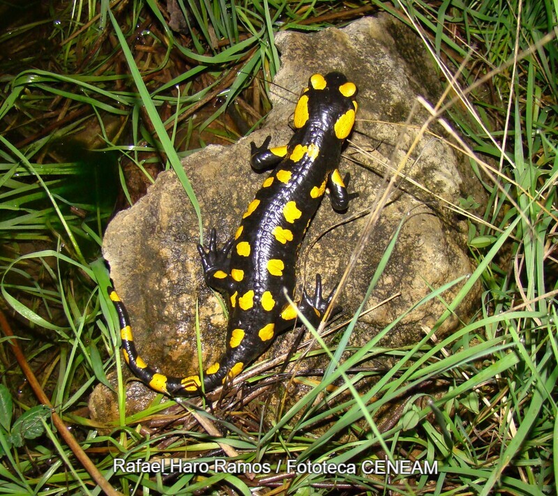 Salamandra salamandra (Linnaeus, 1758)