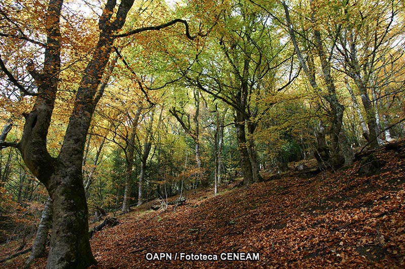 Picos de Europa