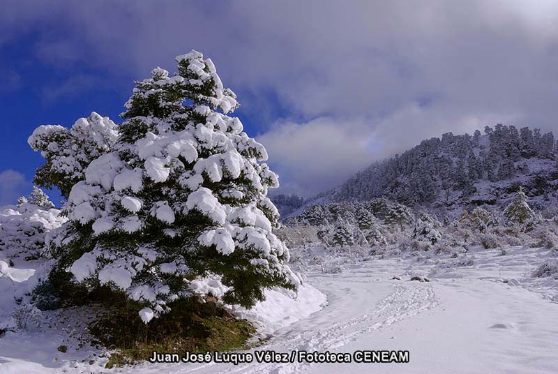 Sierra de las Nieves