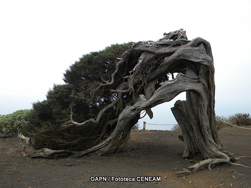 El Hierro