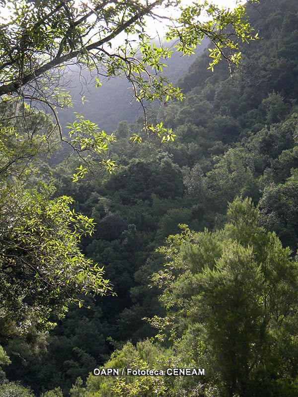 La Palma