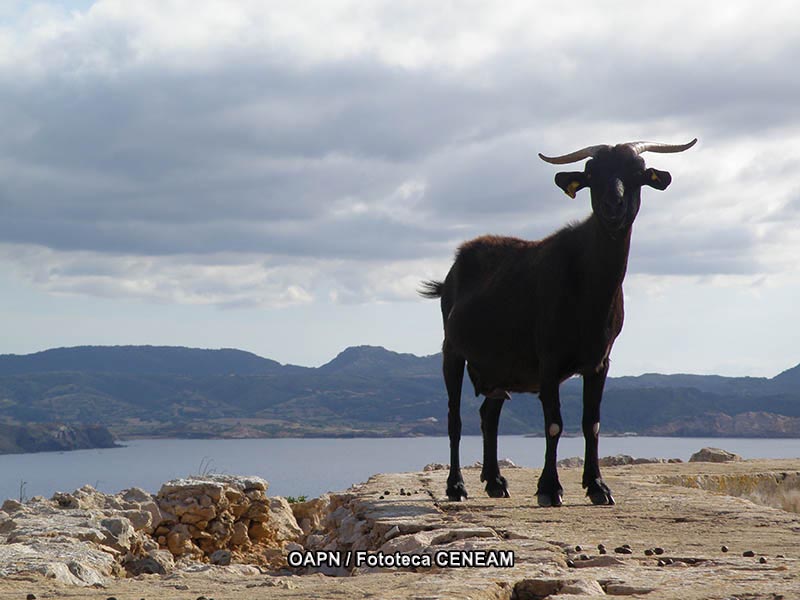 Menorca