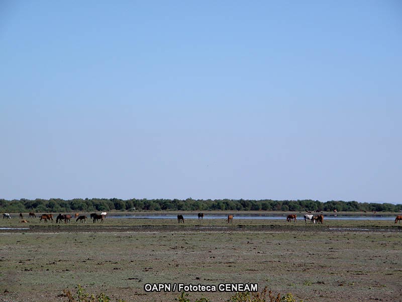 Doñana