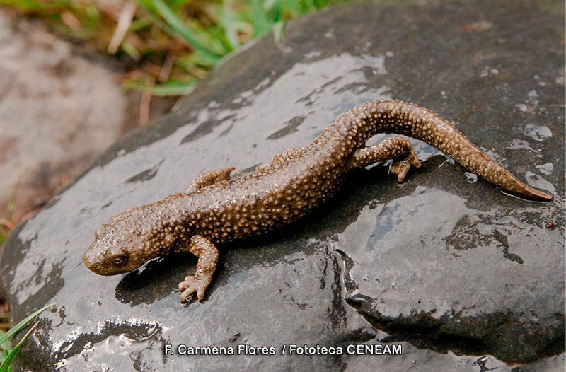 Calotriton asper (Dugès, 1852)